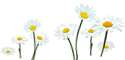 Rezervační systém - ilustrace květiny